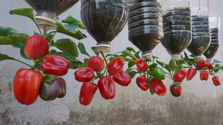 Diese geniale Methode verwandelt alte Plastikflaschen in köstliche Paprika für dein