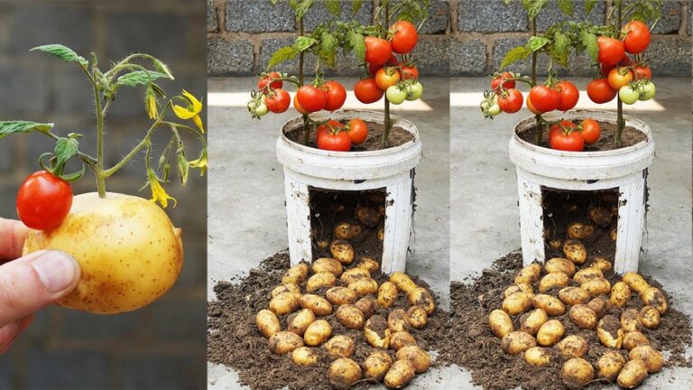 Dieser einfache Trick lässt Tomaten und Kartoffeln gemeinsam in deinem Garten sprießen…