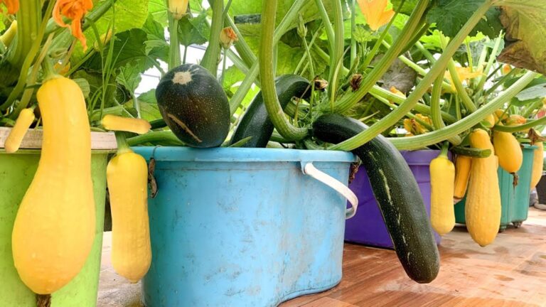 Diese einfache Technik verwandelt deinen Balkon in ein Zucchini-Paradies…