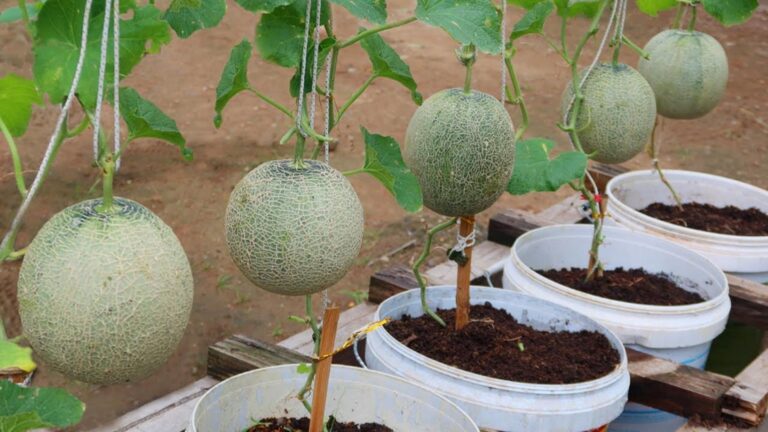 Diese einfache Technik verwandelt Plastikbehälter in süße Melonenlieferanten für deinen