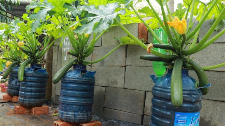 Dieser einfache Trick verwandelt einen Container in eine Zucchini-Oase…