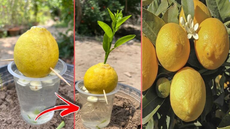 Ein einfacher Weg, Zitrusbäume zu züchten: Entdecke das Geheimnis der Aloe Vera…