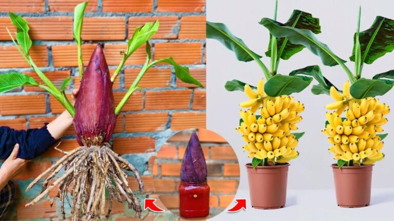 Dieser einfache Trick verwandelt deine Bananenpflanzen dank Aloe Vera in echte
