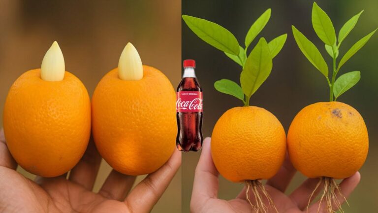 Ein überraschender Trick, der Orangen mit Knoblauch zum Wachsen bringt…