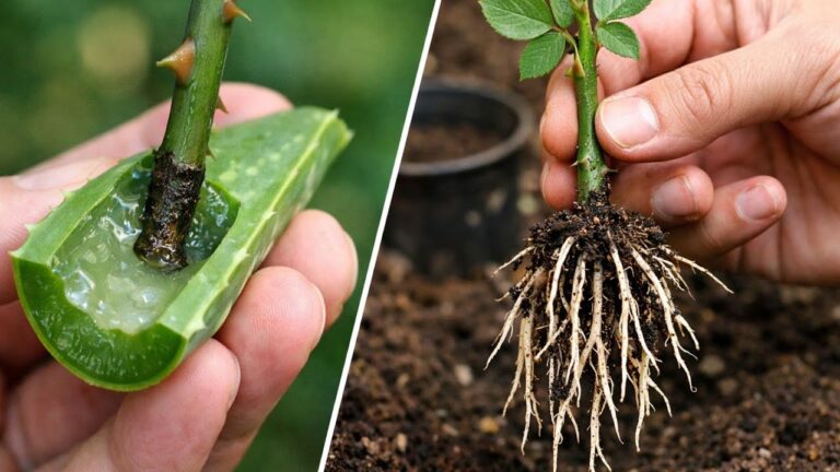 5 einfache Tipps, um Rosenschnitte schnell zum Wurzeln zu bringen!