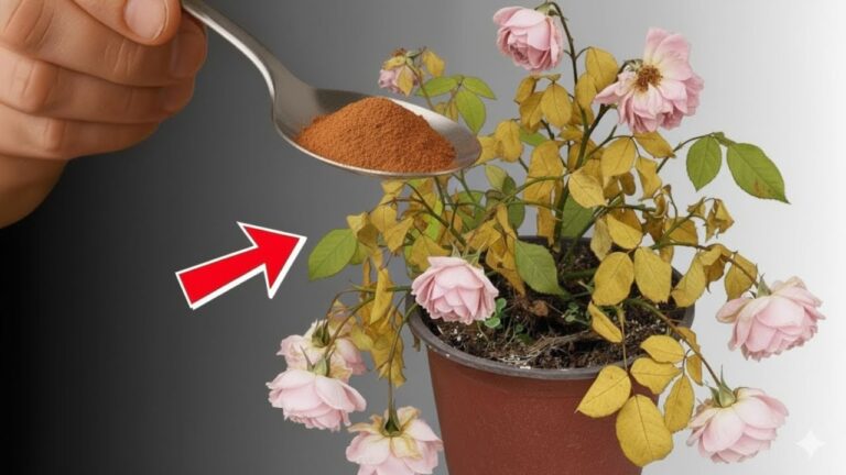 5 einfache Tricks, die jede Pflanze schnell zum Blühen bringen!