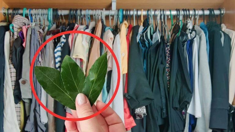 Endlich schimmelfrei: So lösen Sie Ihre Probleme mit der Lagerung