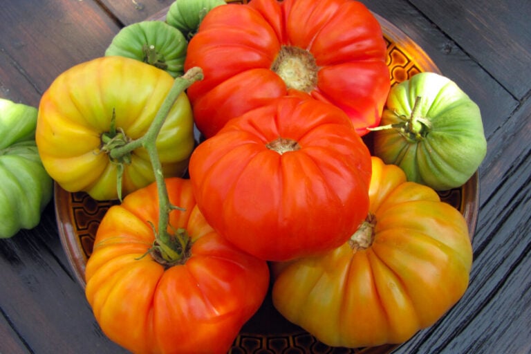 7 Gründe, warum Sie unbestimmte Tomaten anbauen sollten
