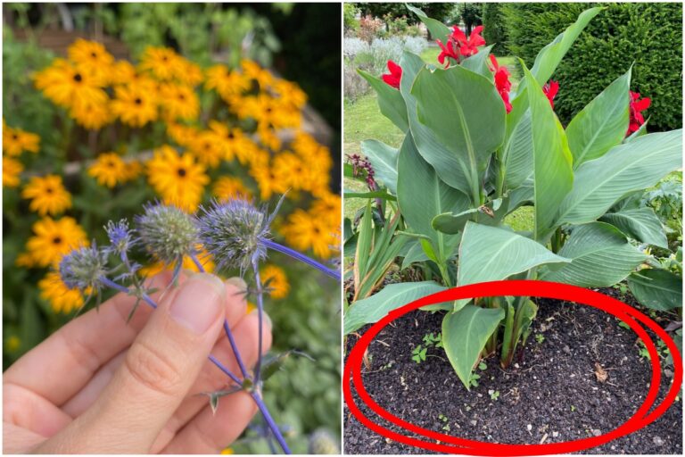 5 schlechte Gartengewohnheiten und wie man sie ablegt
