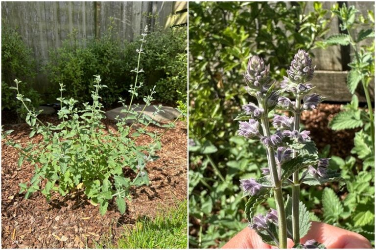 Langeweile mit Katzenminze? 5 wunderschöne Stauden für deinen Garten