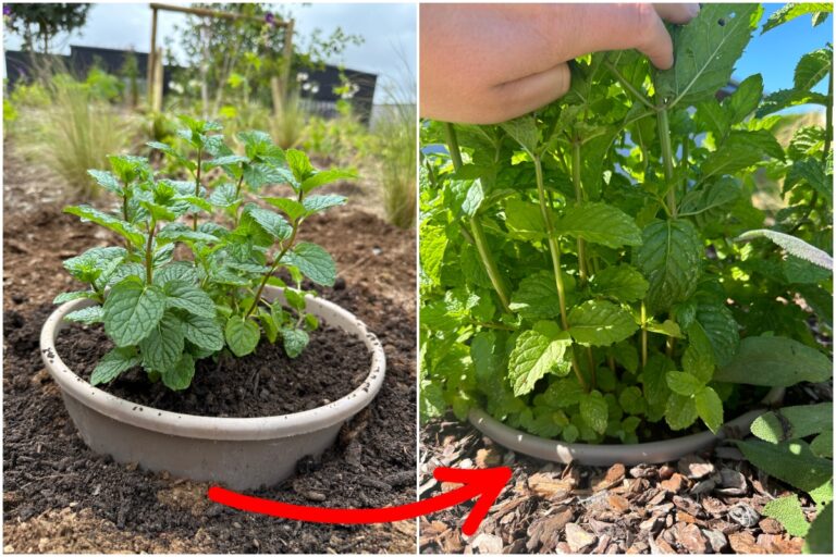 Minze im Garten pflanzen ist riskant – so geht’s ohne Sorgen