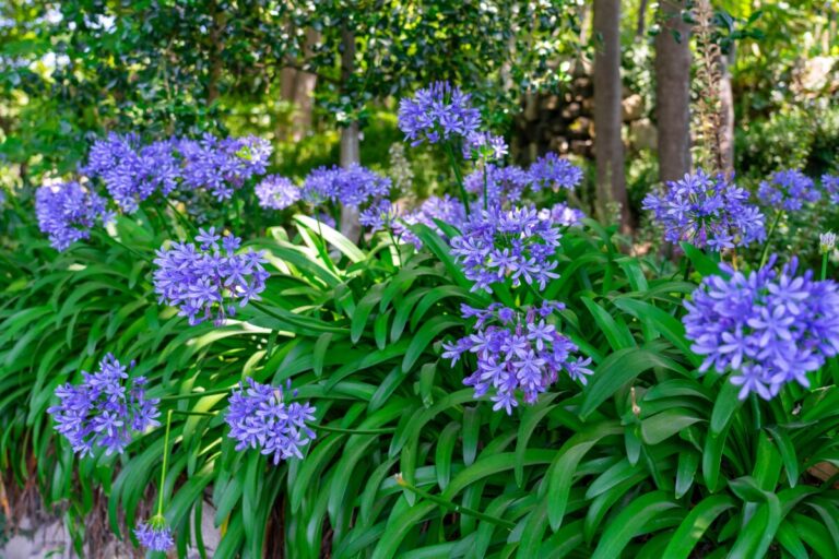 Für prachtvolle Agapanthus-Blüten: Dieses einfache Ritual nicht verpassen