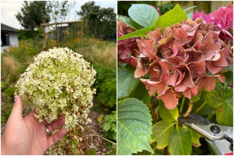 Hortensien verblüht? 4 Tipps für die richtige Pflege jetzt