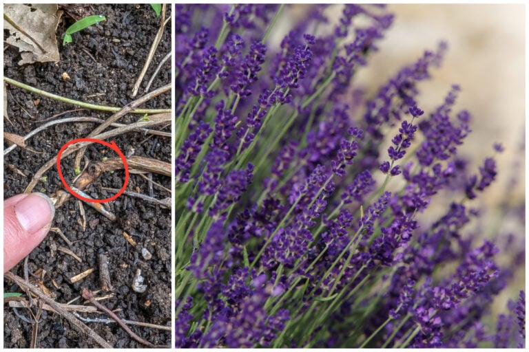 So gelingt die Vermehrung von Lavendel: Die besten Tipps zum Schichten