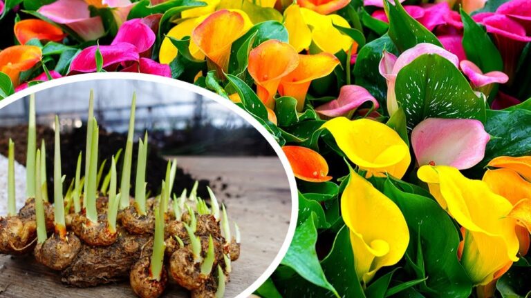 Plantet 5 bunte Callas erfolgreich – Tipps für prächtige Blüten!