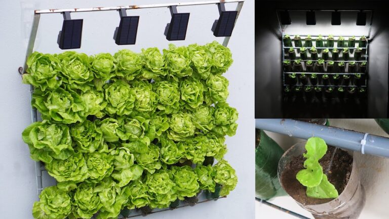 7 Tipps für schnelles Gemüsewachstum: So züchtest du ertragreiche Salate zu Hause!