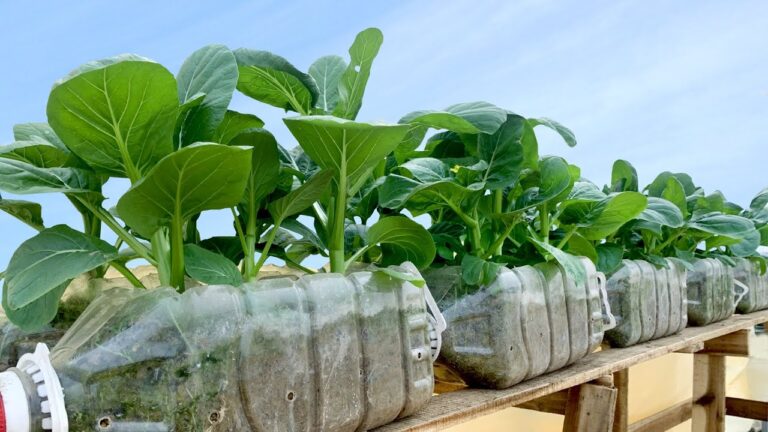 10 kreative Ideen für Gemüseanbau mit recycelten Plastikflaschen auf der Terrasse