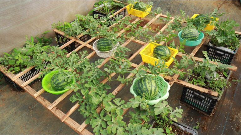 7 Schritte, um Melonen erfolgreich zu Hause zu züchten!