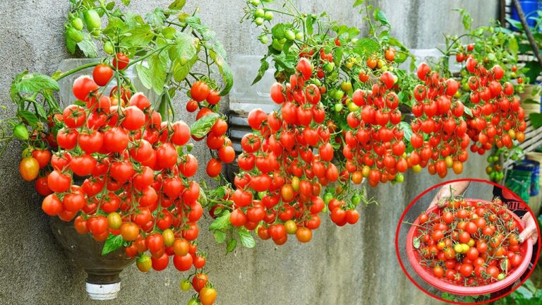10 kreative Tipps für üppige Tomaten an der Wand – ganz ohne Garten!
