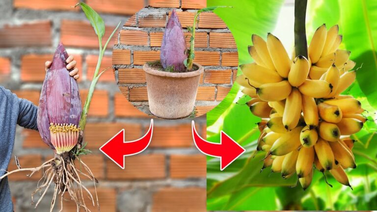 5 einfache Techniken für das Veredeln von Bananenbäumen mit Aloe Vera