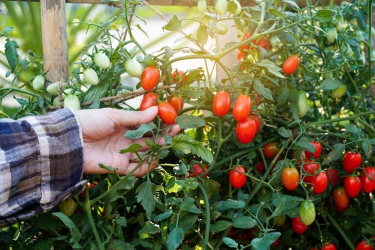 9 praktische Tipps für eine reiche Tomatenernte pro Pflanze