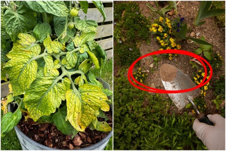 3 Anzeichen für Stickstoffmangel bei Pflanzen und schnelle Lösungen