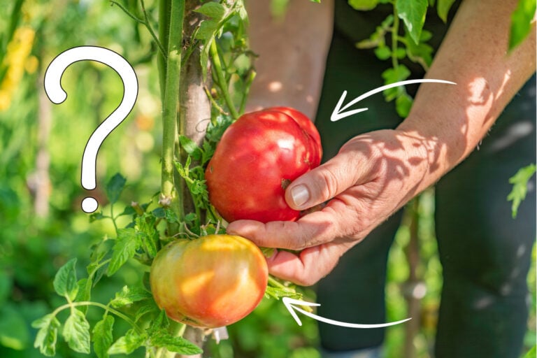 Der perfekte Zeitpunkt zum Tomatenauslesen ist anders als gedacht