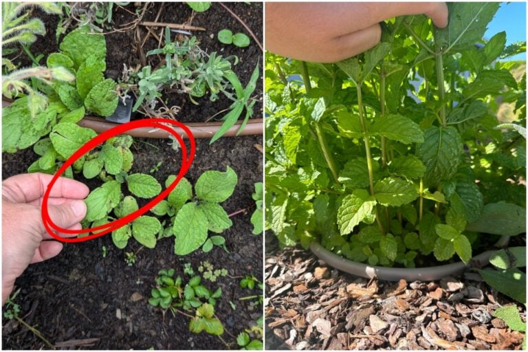 5 Pflanzen, die ich lieber nie in meinen Gemüsegarten gesetzt hätte