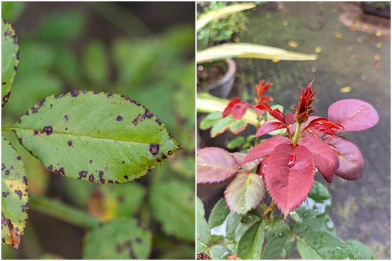 10 Probleme, die Ihren Rosen schaden können und wie Sie sie beheben