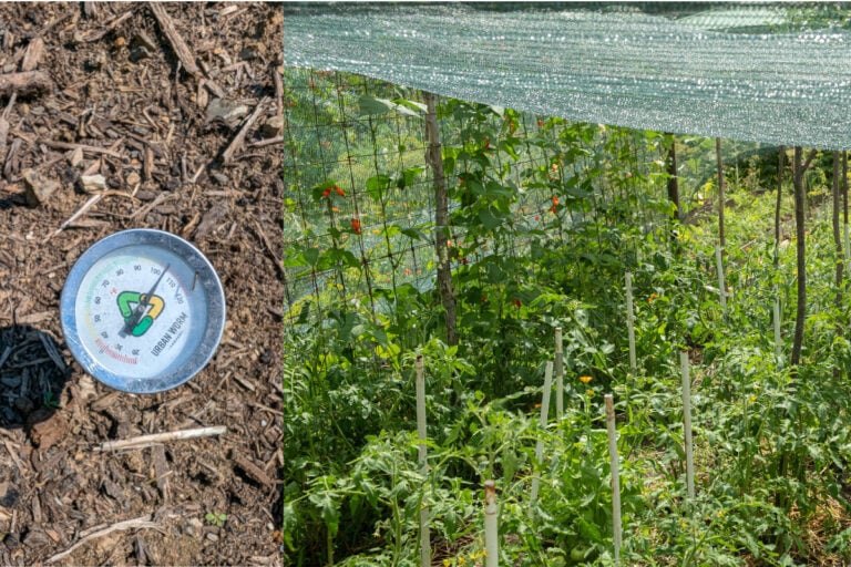So bleibt Ihre Tomatenernte auch während einer Hitzewelle gesund