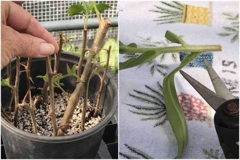 So nehmen Sie Stecklinge – Ihr Garten voller kostenloser Pflanzen