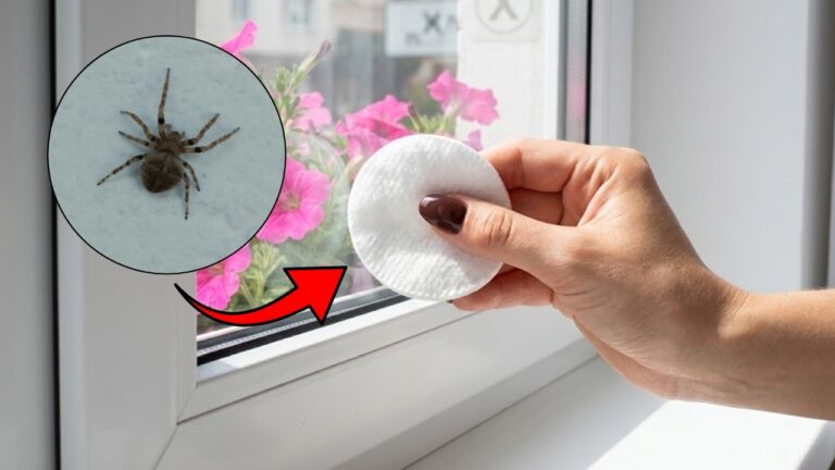 Wische damit die Fensterrahmen ab. Spinnen meiden dein Zuhause