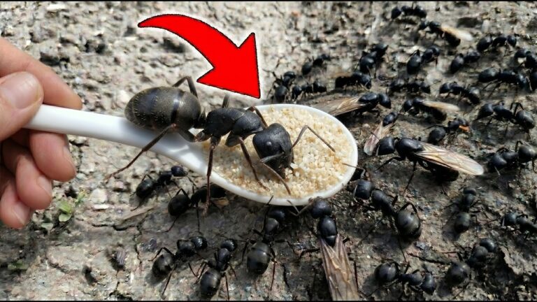 Die Ameisen verschwinden in 1 Tag! 4 Tricks, um Ameisen loszuwerden