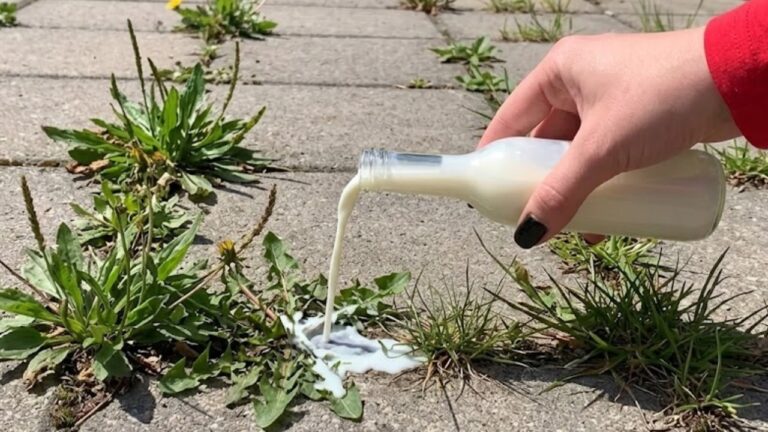 Brennt Unkraut bis in die Wurzeln! Dieses Hausmittel wirkt schon nach einer Anwendung