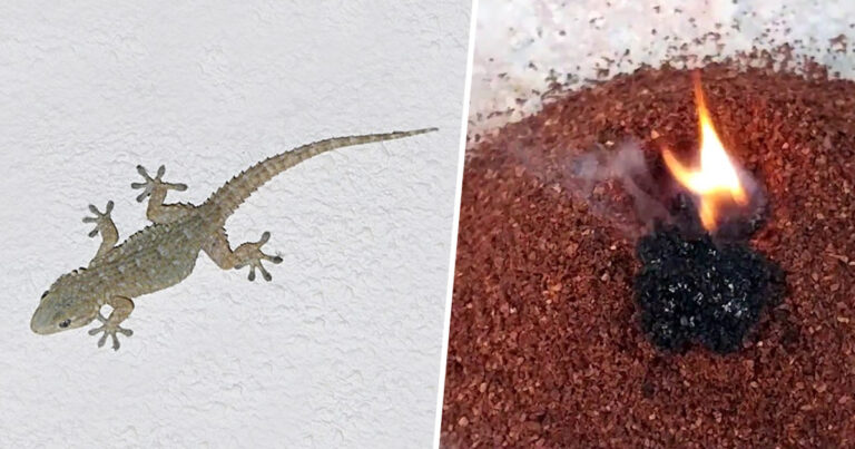 Geckos aus dem Haus fernhalten: die wirksamsten natürlichen Mittel