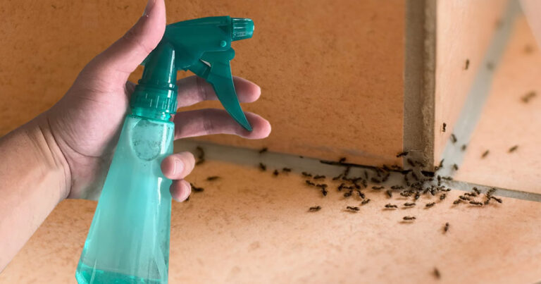 Natürliches DIY-Insektizid, um Ameisen, Fliegen, Mücken und Spinnen aus dem Haus fernzuhalten