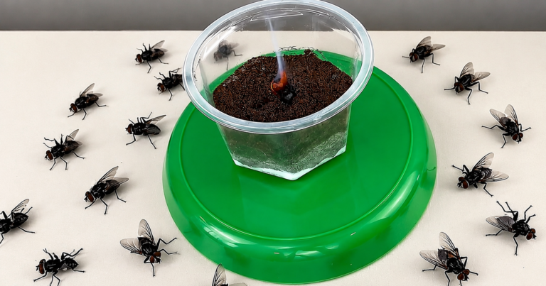 Fliegen loswerden ohne Chemie: 8 einfache Hausmittel für ein insektenfreies Zuhause