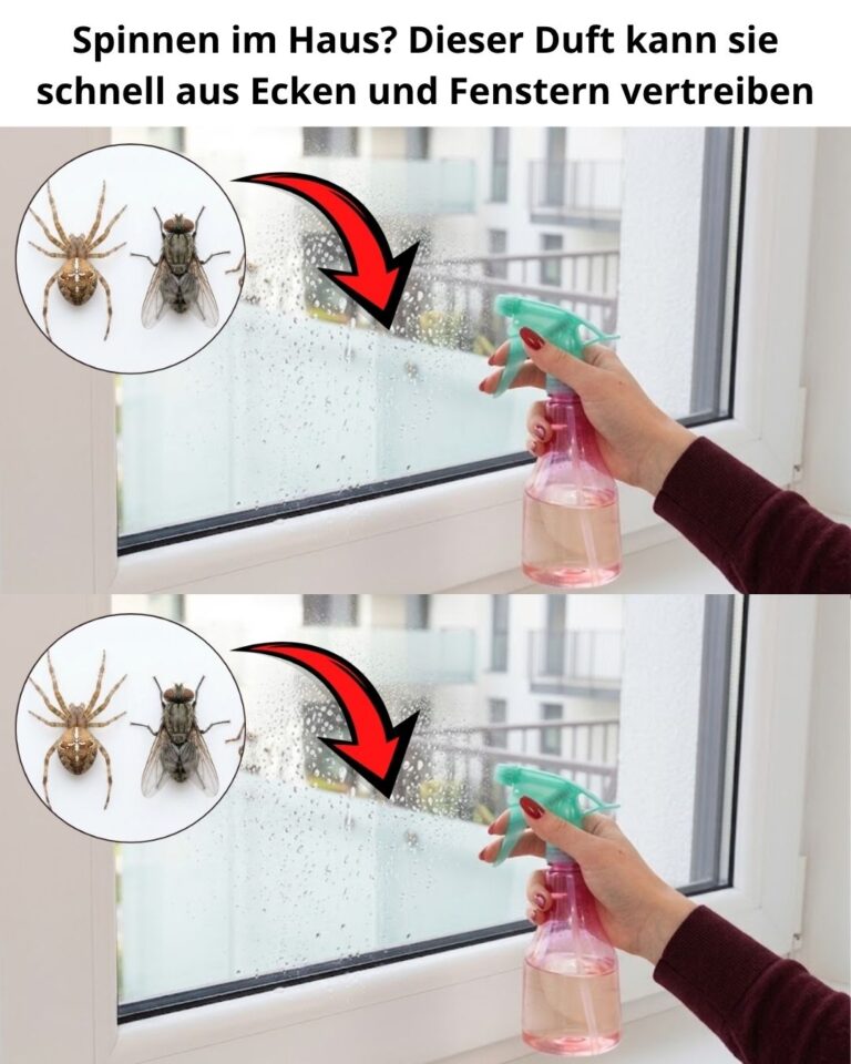 Spinnen im Haus? Dieser Duft kann sie schnell aus Ecken und Fenstern vertreiben