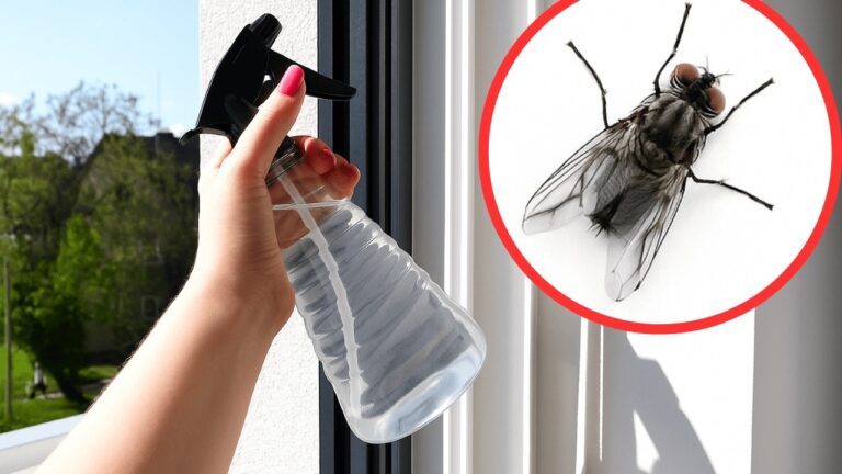 Reib deine Fensterrahmen mit DIESER Mischung ein — Fliegen halten schnell Abstand