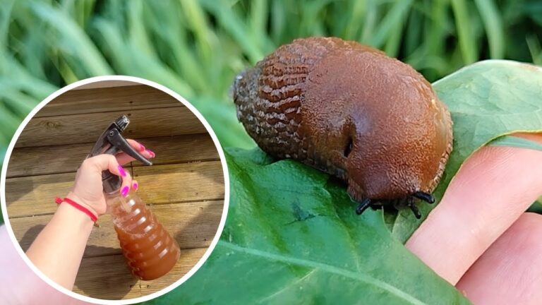 Sprühst dies über Ihren ganzen Garten und die Schnecken werden verschwinden
