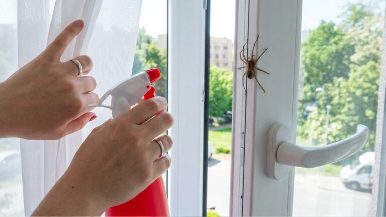 Brühe dieses eine Blatt auf und sprühe es auf die Fenster – keine Spinne überschreitet mehr die Schwelle