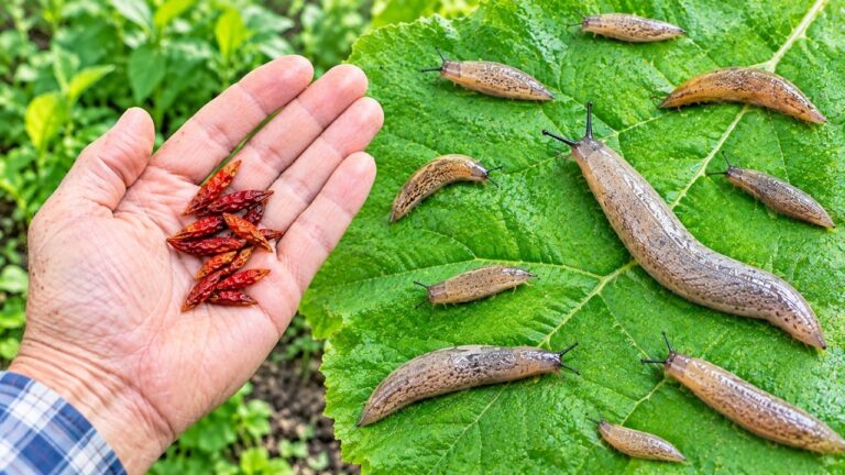 Schnecken können DAS nicht ausstehen! Seit 30 Jahren verschonen sie meine Pflanzen